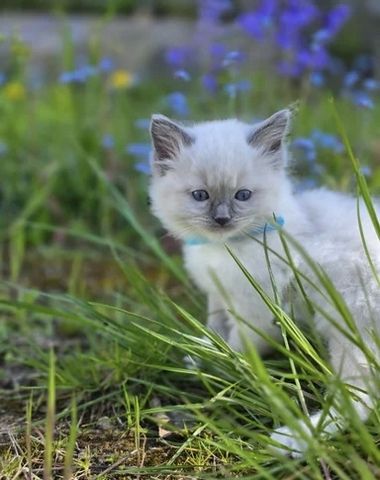 GCCF-registrierte Ragdoll-Kätzchen – Champion-Blutlinie ✨
