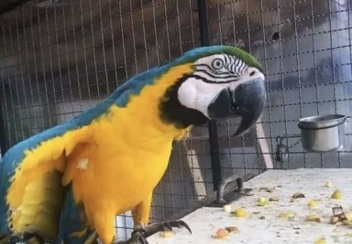 Blau- und Goldaras abzugeben