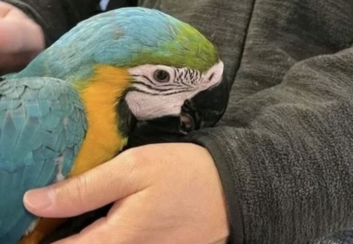 Blau- und Goldaras abzugeben