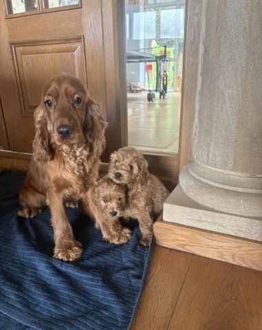 Wir freuen uns, Ihnen einen bezaubernden Wurf von vier Welsh Pembroke Corgi