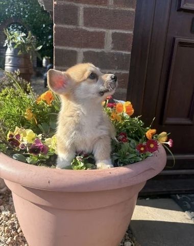 Wir freuen uns, Ihnen einen bezaubernden Wurf von vier Welsh Pembroke Corgi