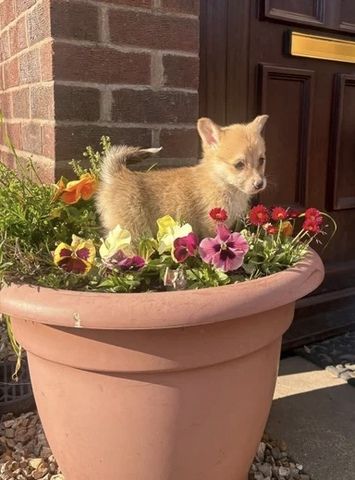 Wir freuen uns, Ihnen einen bezaubernden Wurf von vier Welsh Pembroke Corgi