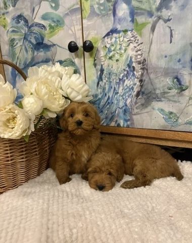 Wir freuen uns, Ihnen einen bezaubernden Wurf von vier Welsh Pembroke Corgi