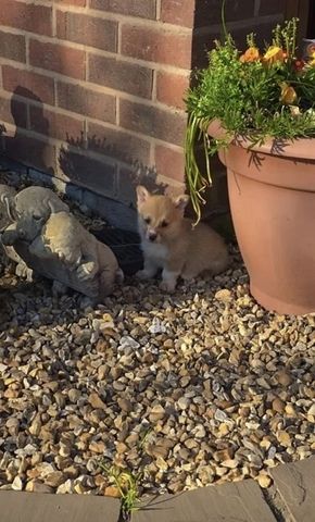 Wir freuen uns, Ihnen einen bezaubernden Wurf von vier Welsh Pembroke Corgi