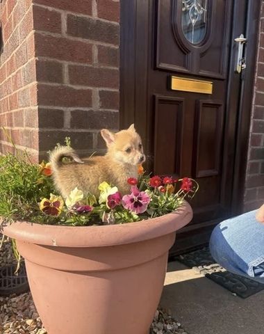 Wir freuen uns, Ihnen einen bezaubernden Wurf von vier Welsh Pembroke Corgi