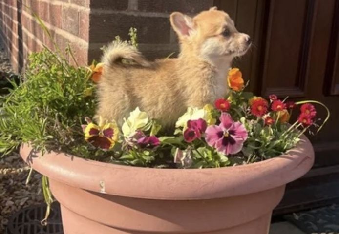 Wir freuen uns, Ihnen einen bezaubernden Wurf von vier Welsh Pembroke Corgi