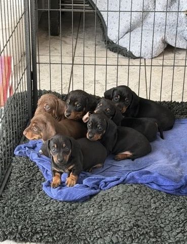 Unsere wunderschöne Hündin Tess hat einen bezaubernden Wurf von 7 kerngesunden Zwergdackelwelpen