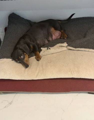 Unsere wunderschöne Hündin Tess hat einen bezaubernden Wurf von 7 kerngesunden Zwergdackelwelpen