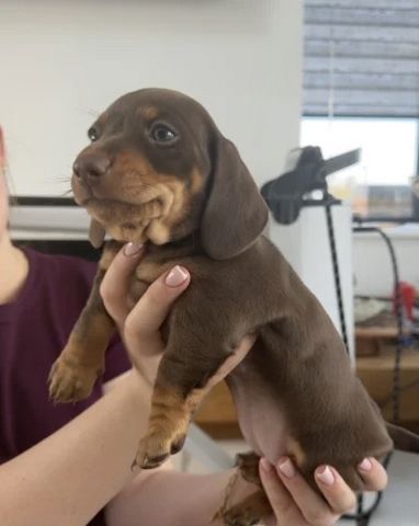 Unsere wunderschöne Hündin Tess hat einen bezaubernden Wurf von 7 kerngesunden Zwergdackelwelpen