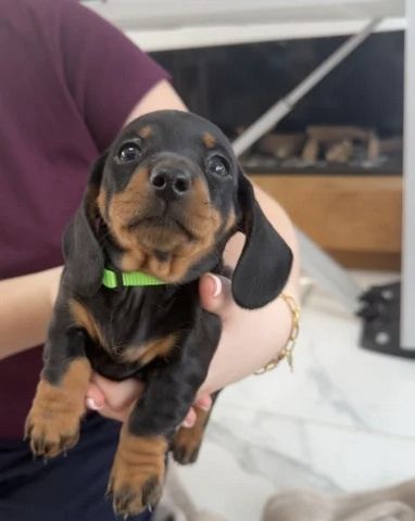 Unsere wunderschöne Hündin Tess hat einen bezaubernden Wurf von 7 kerngesunden Zwergdackelwelpen