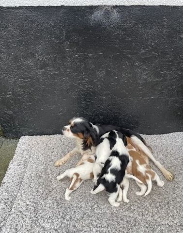 Wir freuen uns sehr, die Trächtigkeit unserer Cavalier King Charles Spaniel-Hündin Norma
