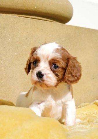 Wir freuen uns sehr, die Trächtigkeit unserer Cavalier King Charles Spaniel-Hündin Norma