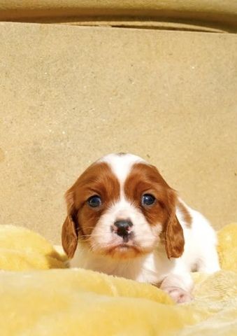 Wir freuen uns sehr, die Trächtigkeit unserer Cavalier King Charles Spaniel-Hündin Norma