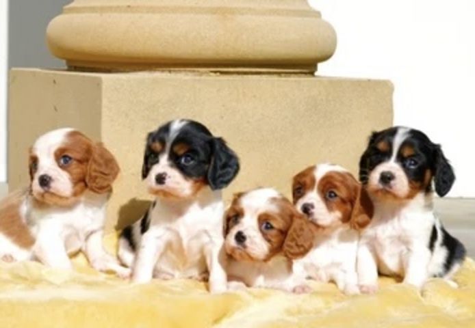 Wir freuen uns sehr, die Trächtigkeit unserer Cavalier King Charles Spaniel-Hündin Norma
