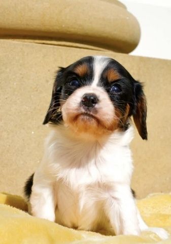 Wir freuen uns sehr, die Trächtigkeit unserer Cavalier King Charles Spaniel-Hündin Norma