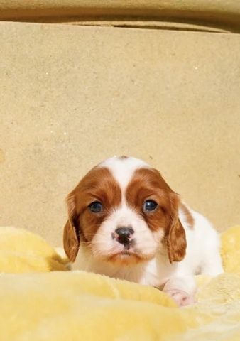 Wir freuen uns sehr, die Trächtigkeit unserer Cavalier King Charles Spaniel-Hündin Norma