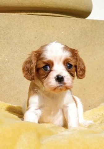Wir freuen uns sehr, die Trächtigkeit unserer Cavalier King Charles Spaniel-Hündin Norma