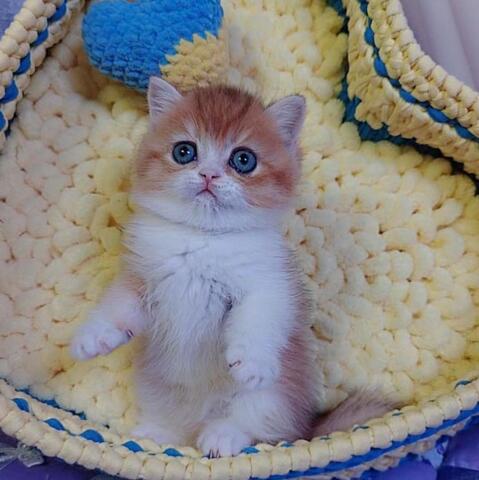 Lilac British Shorthair