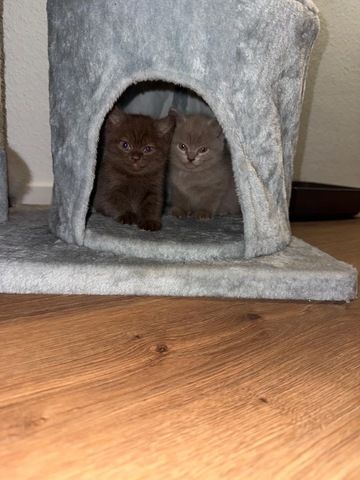 Wunderschöne Britisch Kurzhaar Kitten abzugeben