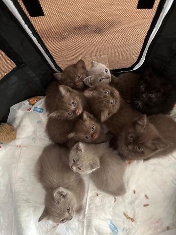 Wunderschöne Britisch Kurzhaar Kitten abzugeben