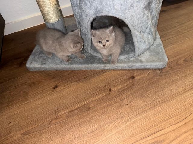 Wunderschöne Britisch Kurzhaar Kitten abzugeben