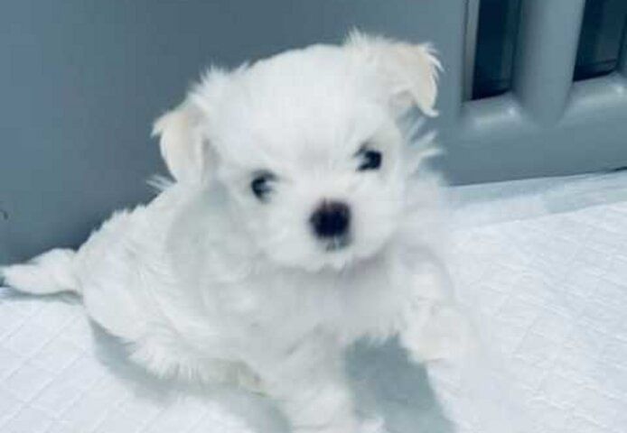 Malteserwelpen, hier geboren, wunderschön, klein und robust