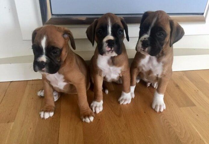 Boxerwelpen abzugeben.