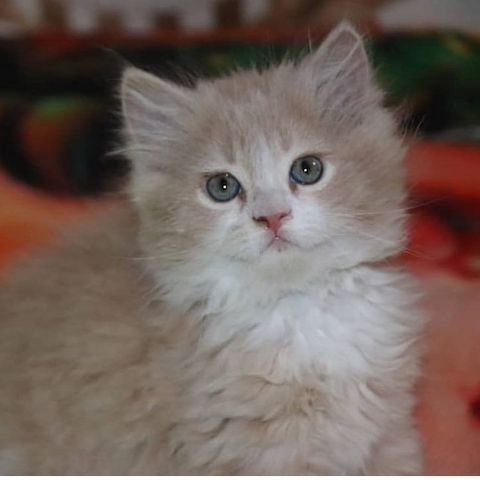 12 Wochen alte Perserkätzchen abzugeben