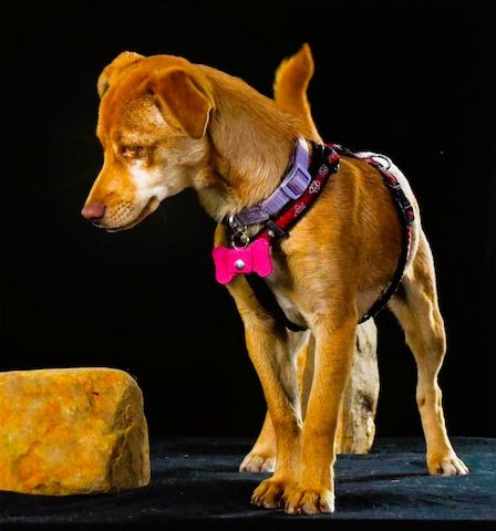 Shrimps - fröhlicher Sonnenschein