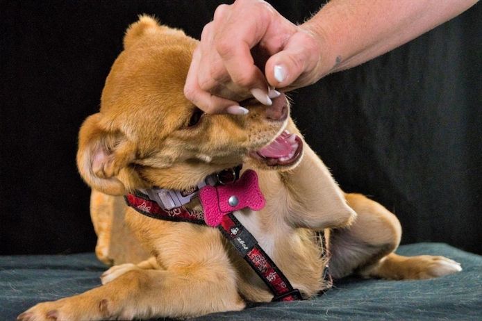 Shrimps - fröhlicher Sonnenschein