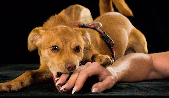 Shrimps - fröhlicher Sonnenschein