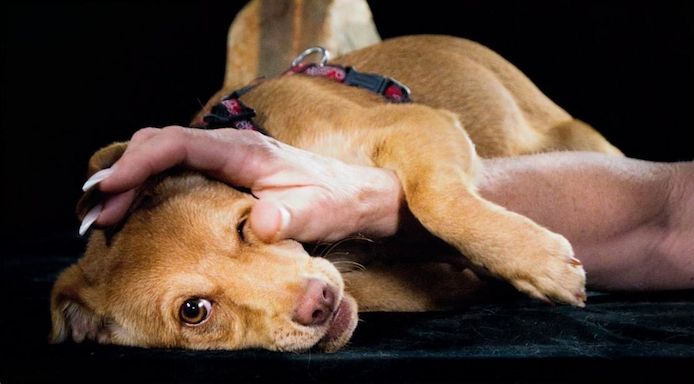 Shrimps - fröhlicher Sonnenschein