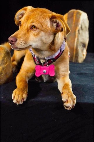 Shrimps - fröhlicher Sonnenschein