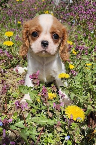 Cavalier King Charles Spaniel Mädchen