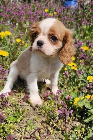 Cavalier King Charles Spaniel Mädchen