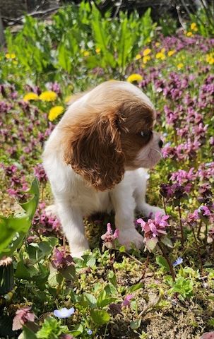 Cavalier King Charles Spaniel Mädchen