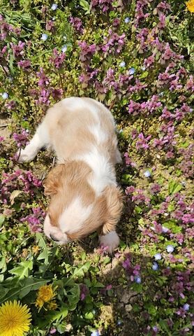 Cavalier King Charles Spaniel Mädchen