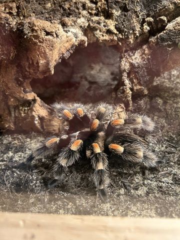 Brachypelma Hamorii inklusive Terrarium