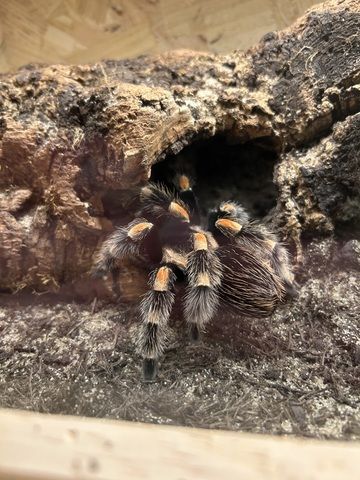Brachypelma Hamorii inklusive Terrarium