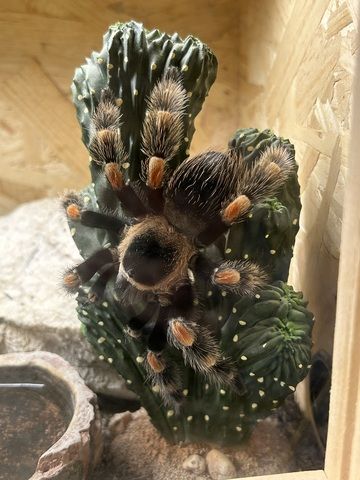Brachypelma Hamorii inklusive Terrarium