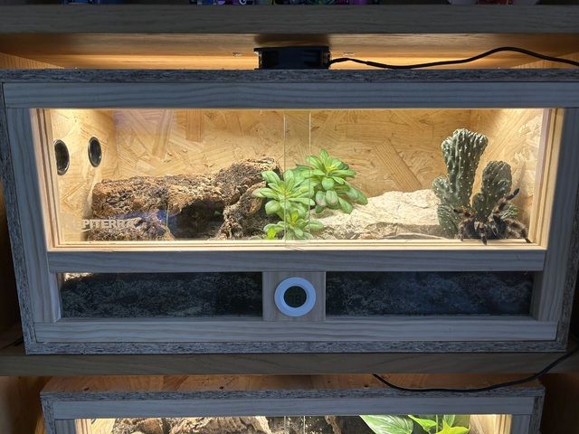 Brachypelma Hamorii inklusive Terrarium