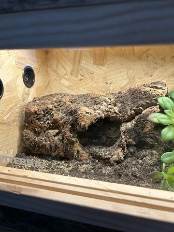 Brachypelma Hamorii inklusive Terrarium