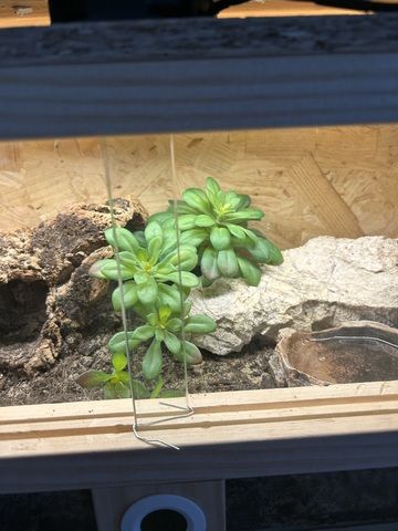 Brachypelma Hamorii inklusive Terrarium