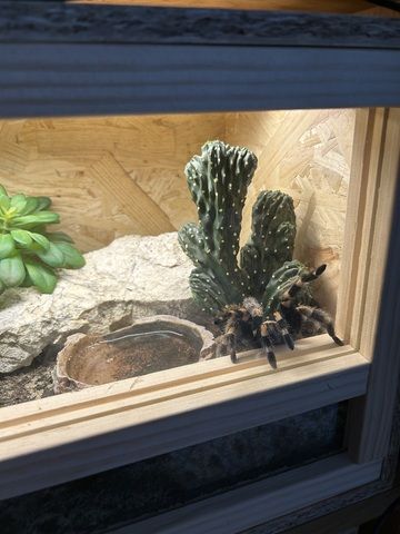 Brachypelma Hamorii inklusive Terrarium
