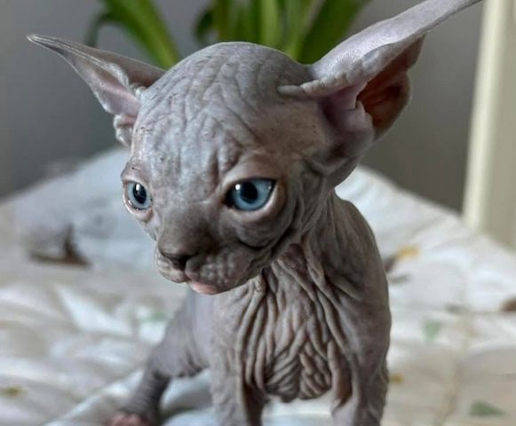 Sphynx-Kätzchen brauchen ein gutes Zuhause