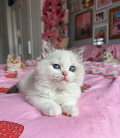 Ragdoll Kitten