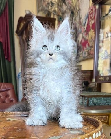 MAINE COON KITTEN