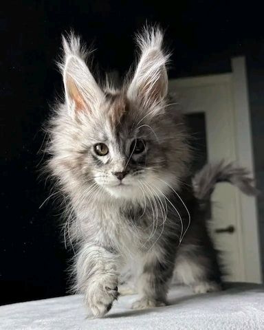 Maine Coone Reinrassig mit Stammbaum H-Wurf