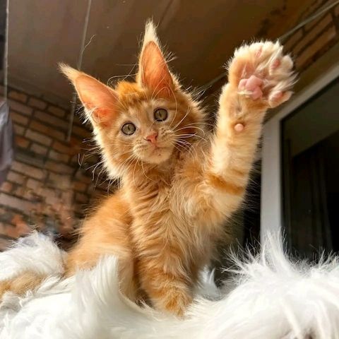 Maine Coone Reinrassig mit Stammbaum H-Wurf