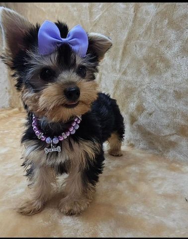 Yorkshire Terrier reinrassig Welpen